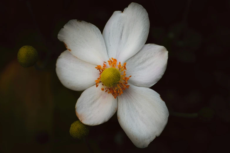 a white flower blooming on top of a green leafy tree