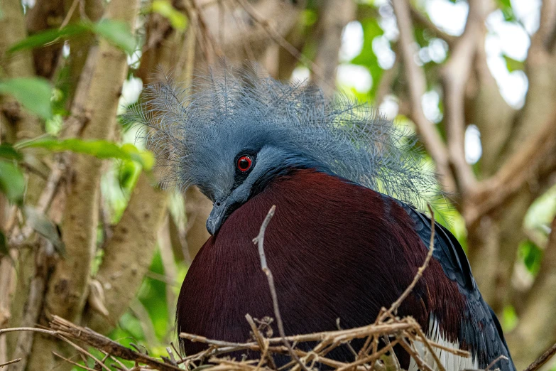 a black and red bird sitting on top of a tree