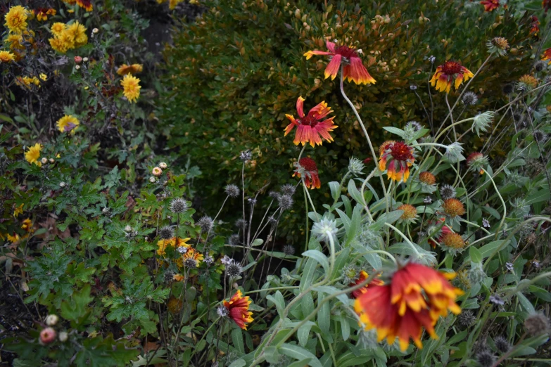 flowers bloom in front of some bushes and bushes