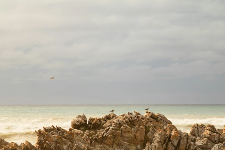 several birds sit on rocks in the sand