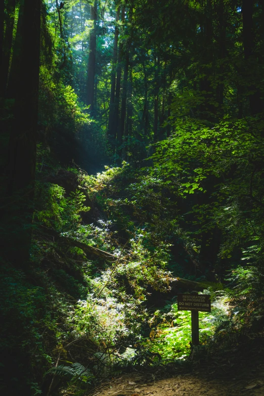 a lush green forest filled with lots of trees