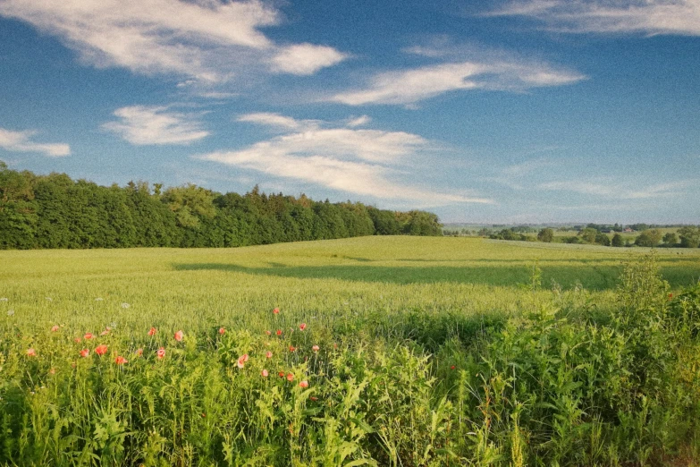 a wide field of grass with trees in the background