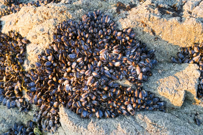 the birds are standing together on the beach