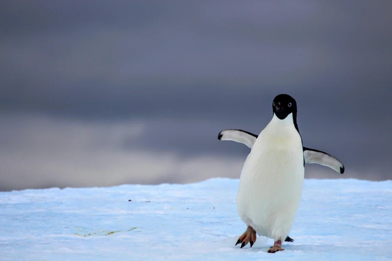 a penguin standing in the snow on top of snow