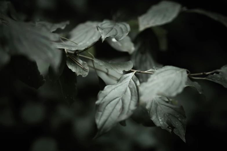 a close up of leaves in the dark