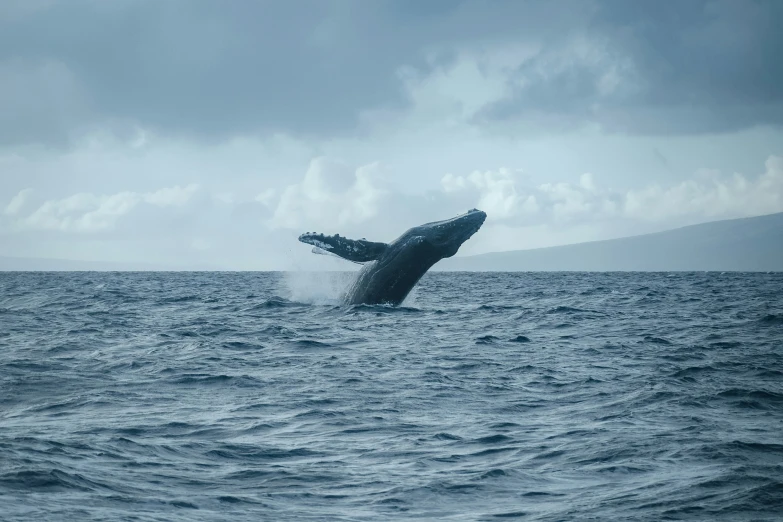 a large humpback whale diving in the ocean