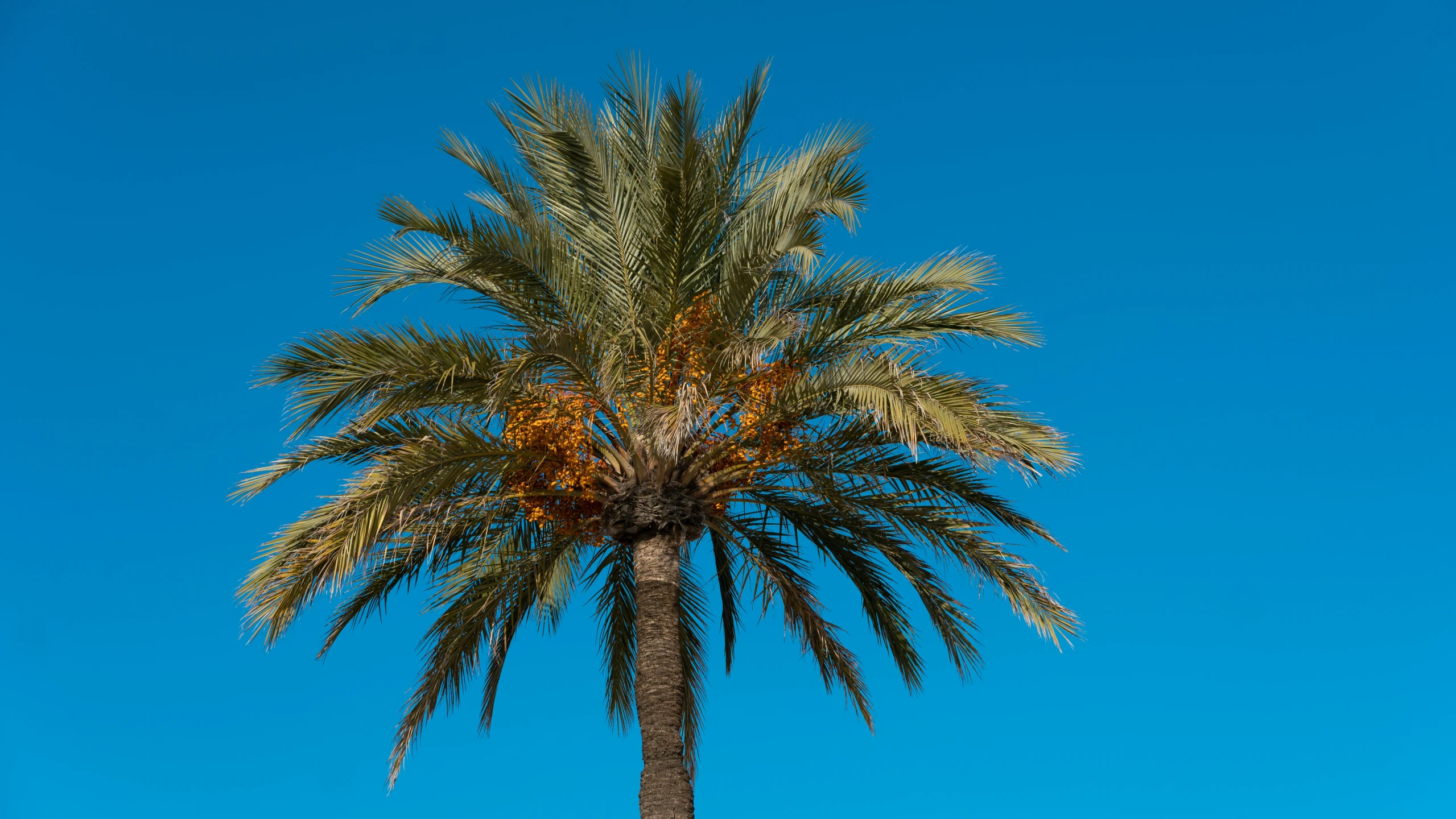 a lone palm tree against a blue sky