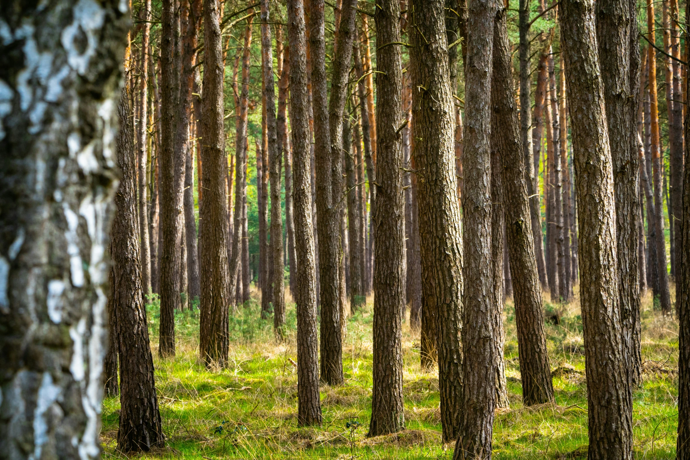 the ground beneath the trees is covered with green leaves