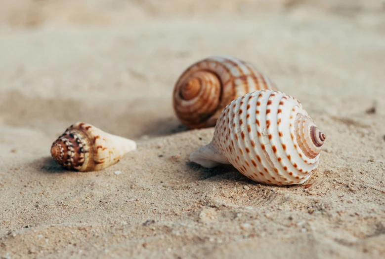 two sea shells, one of which has a smaller shell, lie on the sand