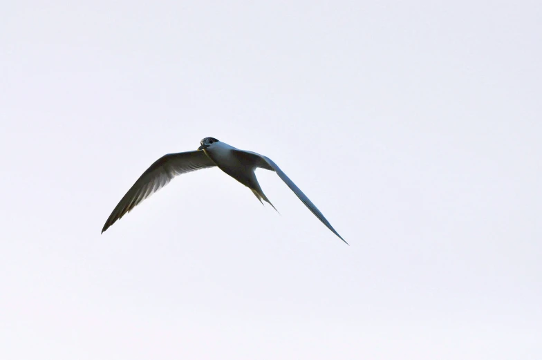 a seagull flying through a cloudless sky