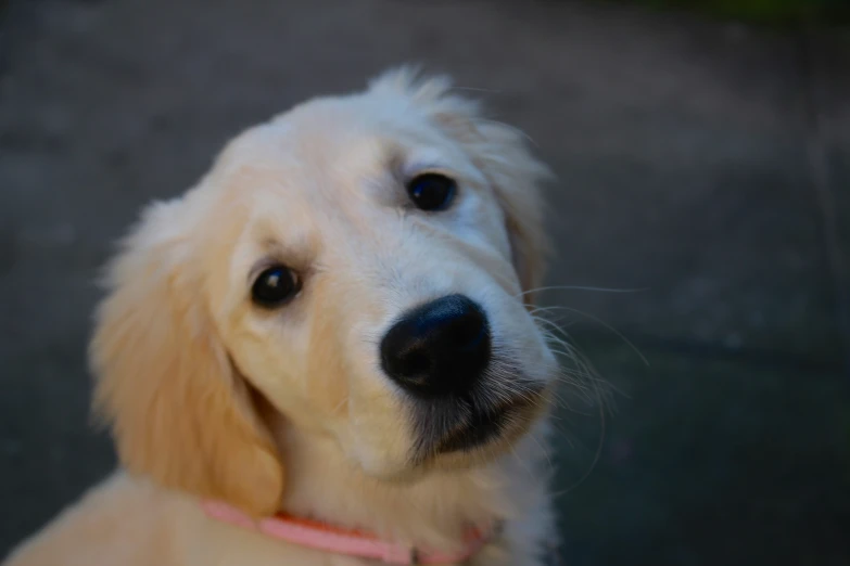 a close up po of a dog's face