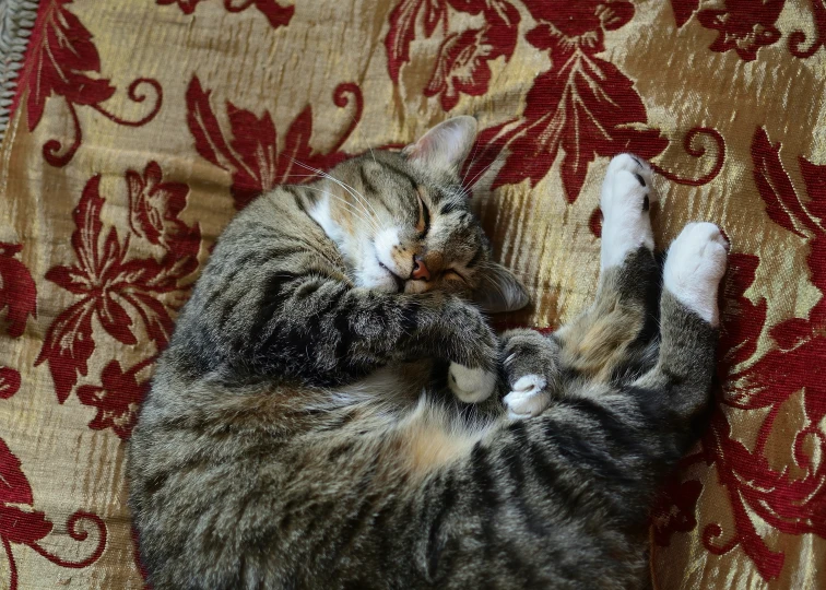 a grey and black cat lays down in a ball