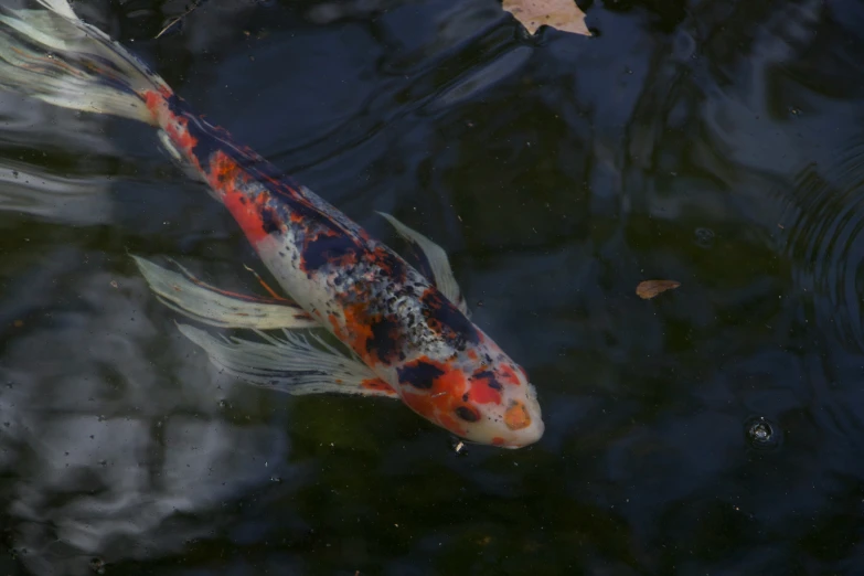 fish swim in clear pond near leaf floating in water