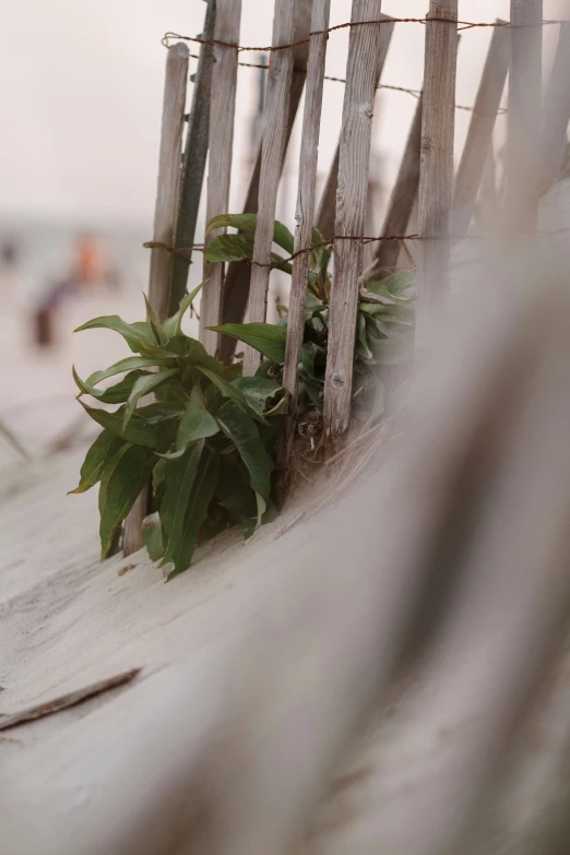 the side view of a fence with a plant growing through it