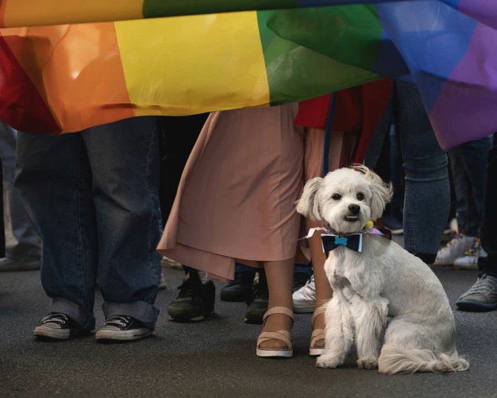 a white dog sitting on a gray rug between the legs of people