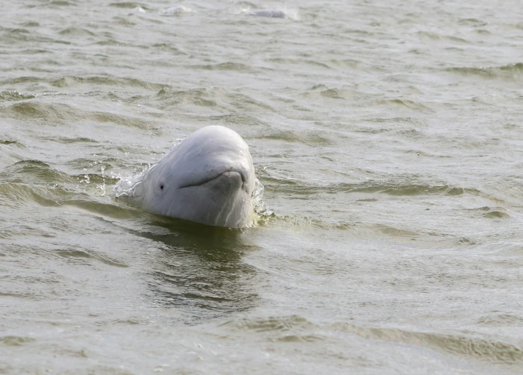 a swan in a body of water with it's head turned up