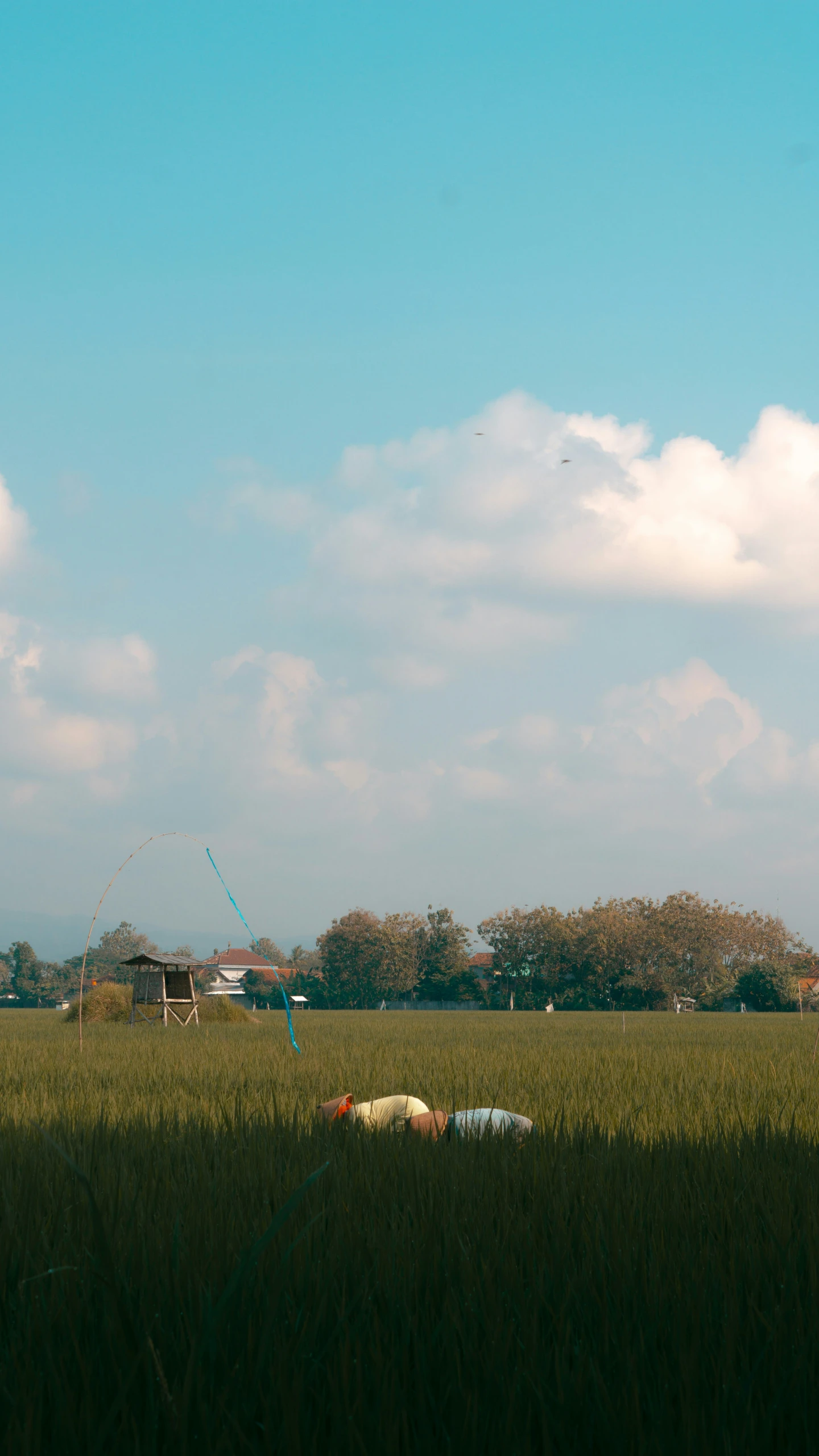 an animal lying in the middle of the grass