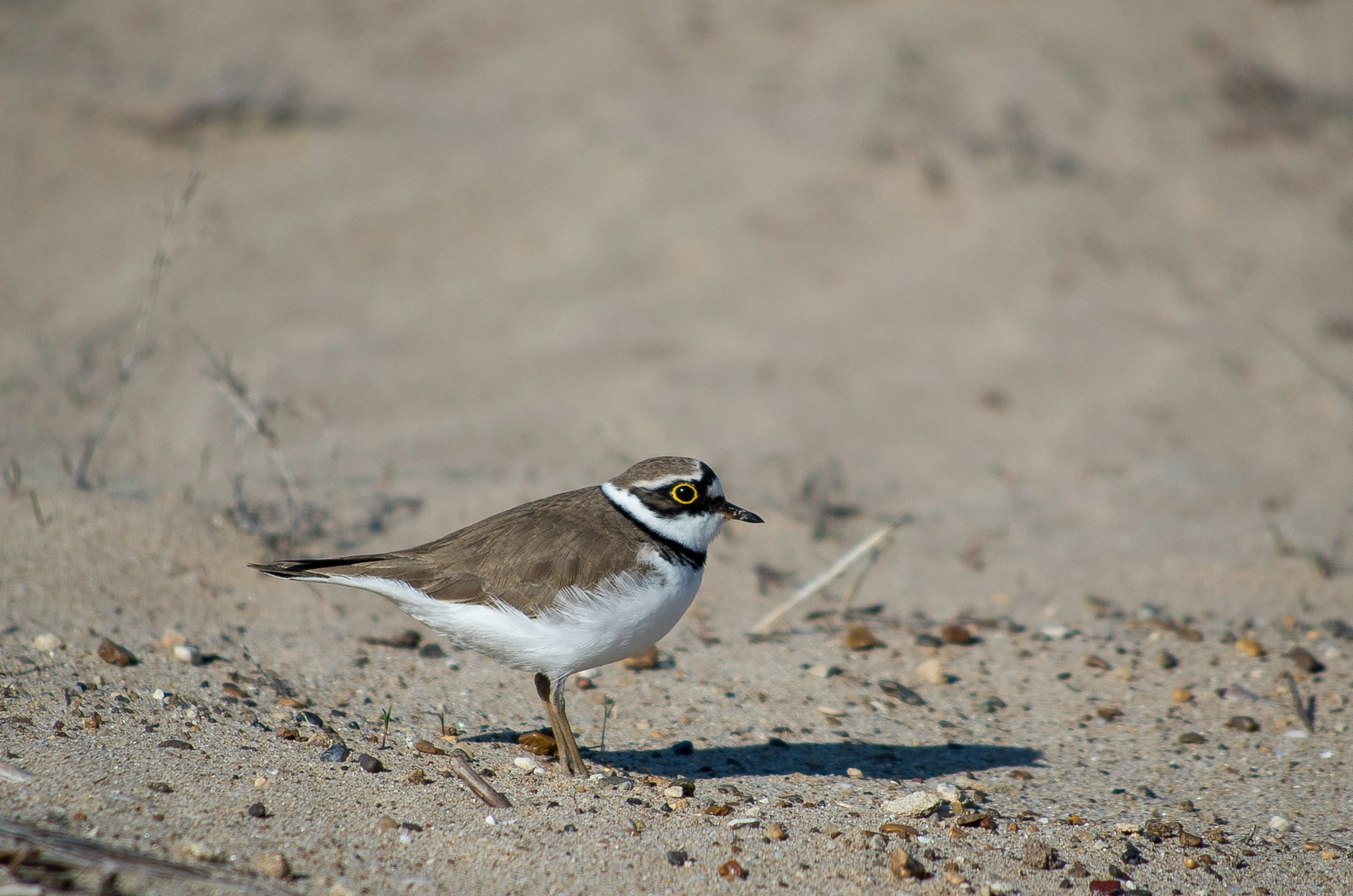 the bird is walking across the sandy beach