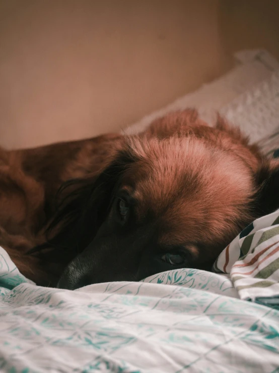 a dog that is laying down on the bed