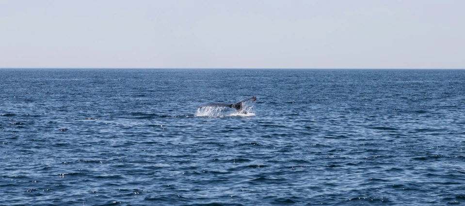 a dolphin that is swimming in the water