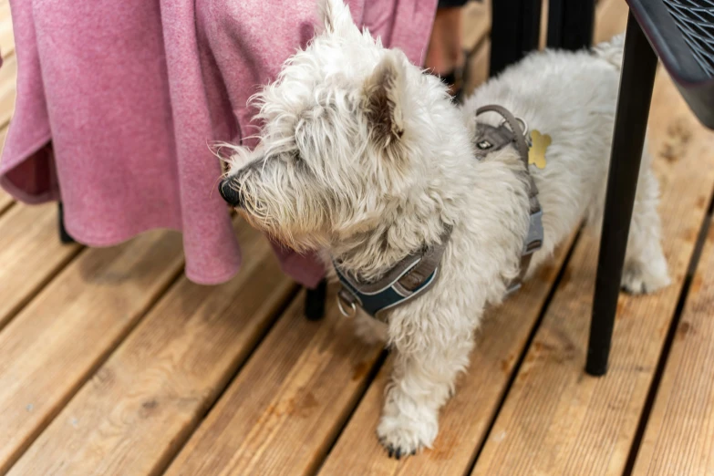 a small white dog standing next to an individual