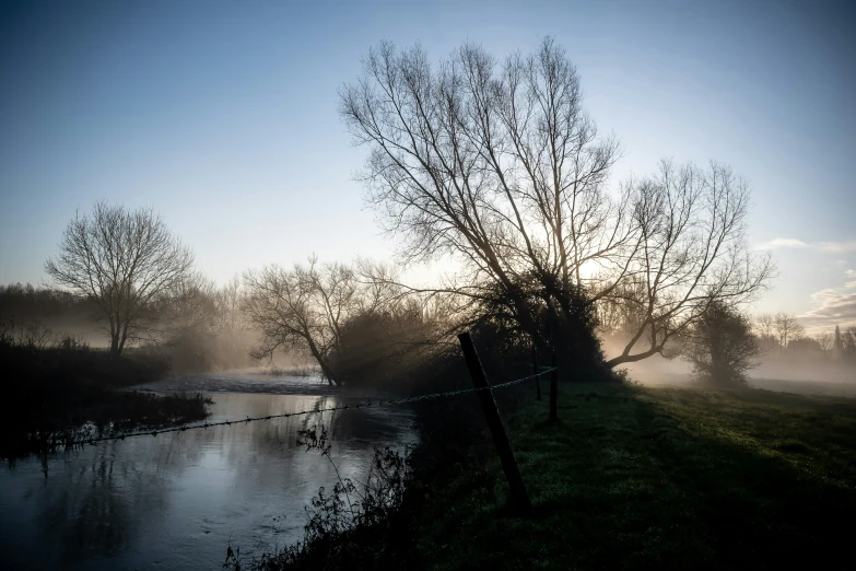 a tree stands alone near the river's shore in the morning