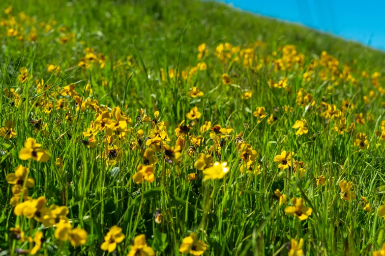 many different yellow flowers in the grass near a hill