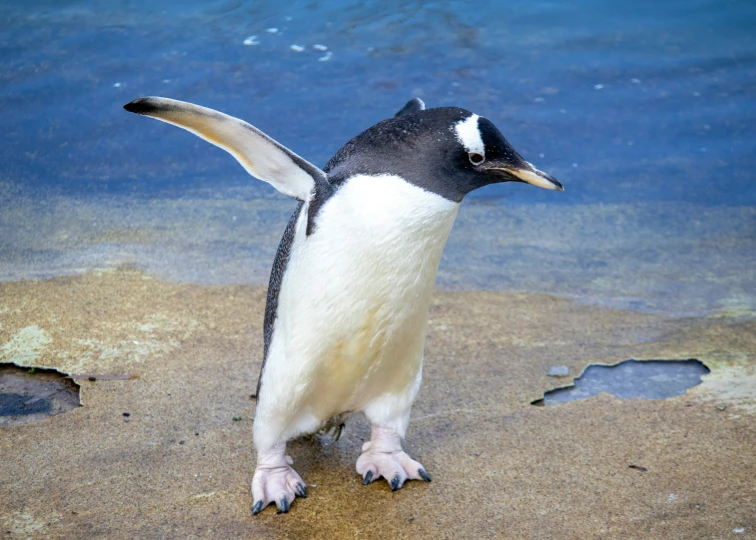 this penguin has it's back end open