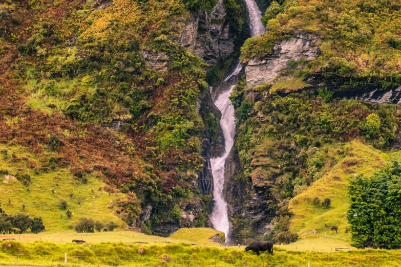 there is a waterfall behind a cow in a field