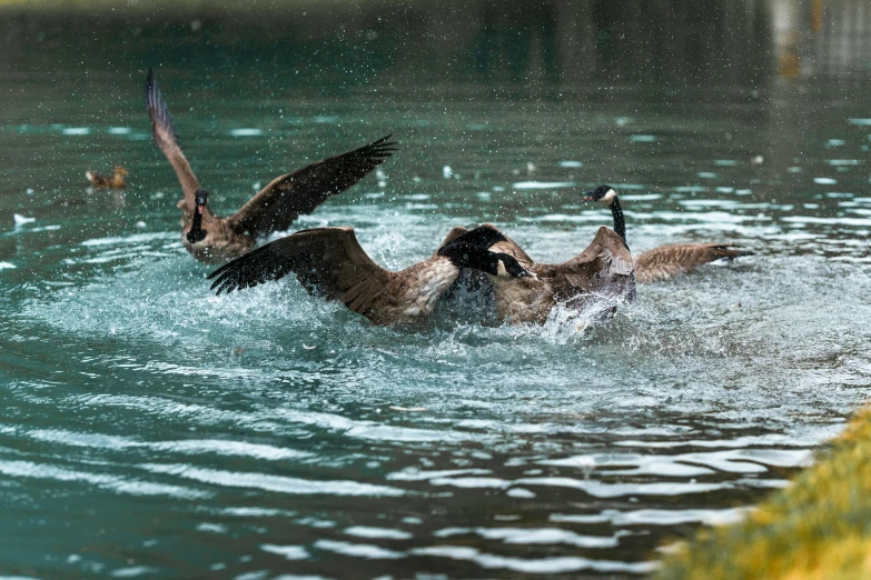 two ducks splashing together in a pool