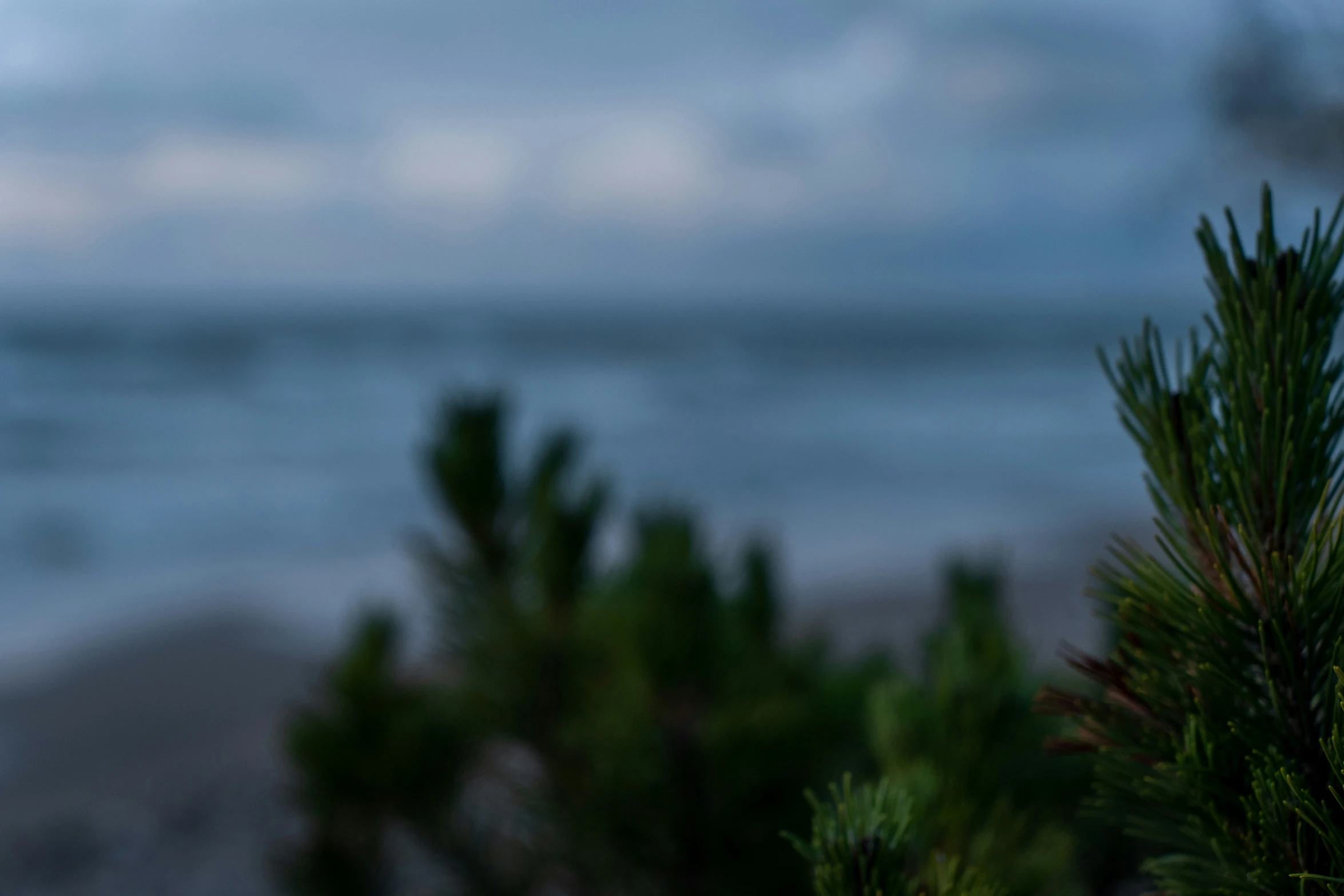 a pine nch by the ocean in winter