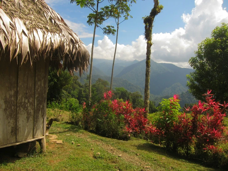 a grass hut sitting in the middle of a forest