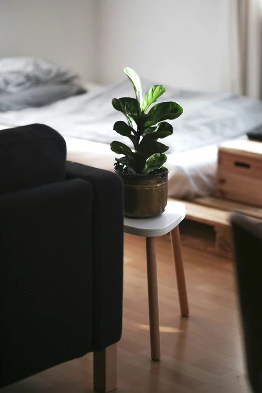 small potted plant on small table near couch