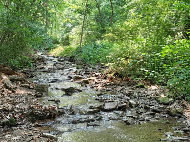 there are rocks and trees in the creek