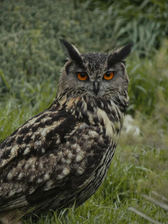 an owl with orange eyes standing in the grass