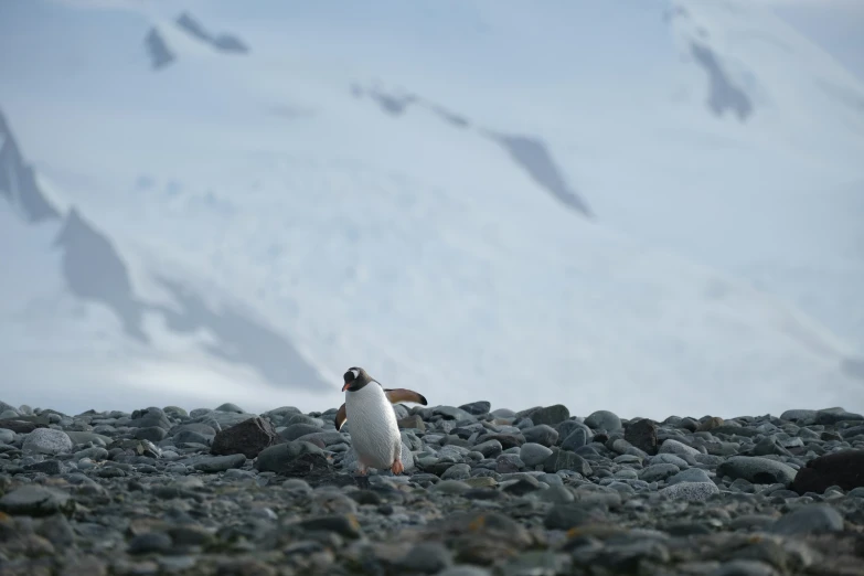 a penguin on rocks under the snow covered mountain