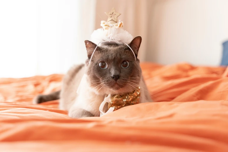 an animal wearing a crown on it's head