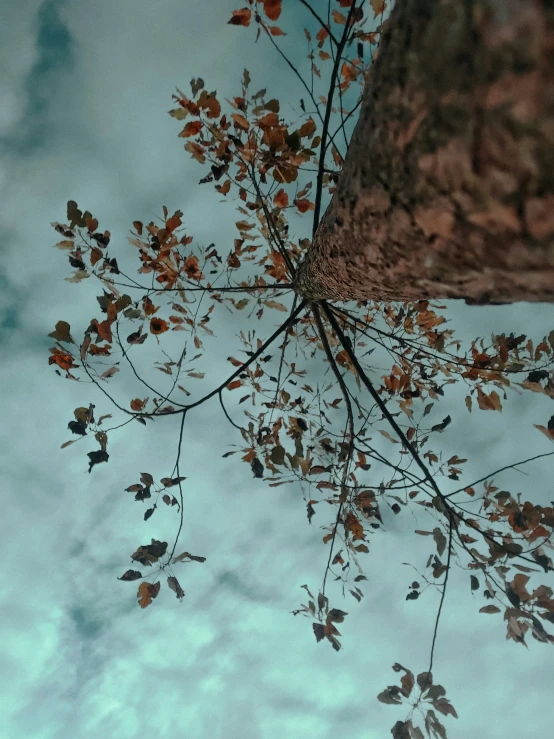 an over head po shows the leaves of a tree