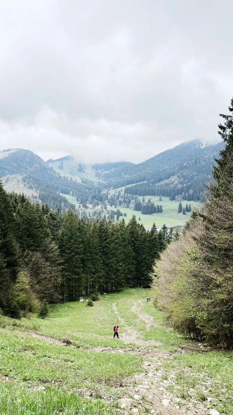 a dog walking on the ground through a field with trees