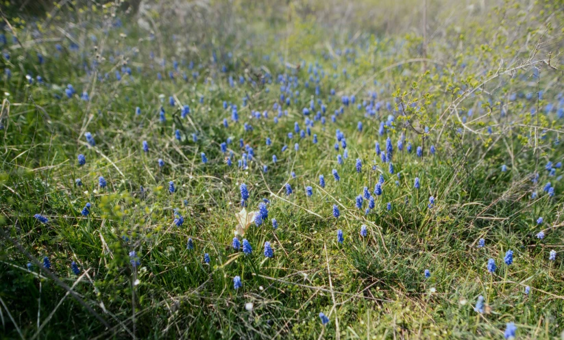 the bluebells are starting to bloom in some grass