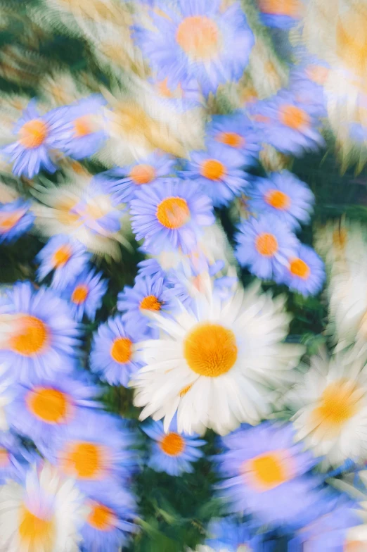 a bunch of daisies in color blurry with focus on them