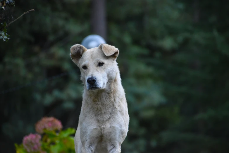 a large dog stands alone on the ground