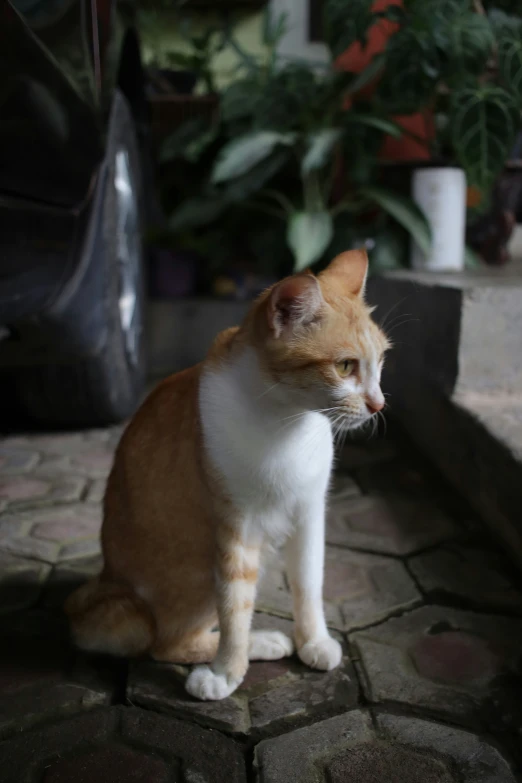 a cat on the street next to a tire