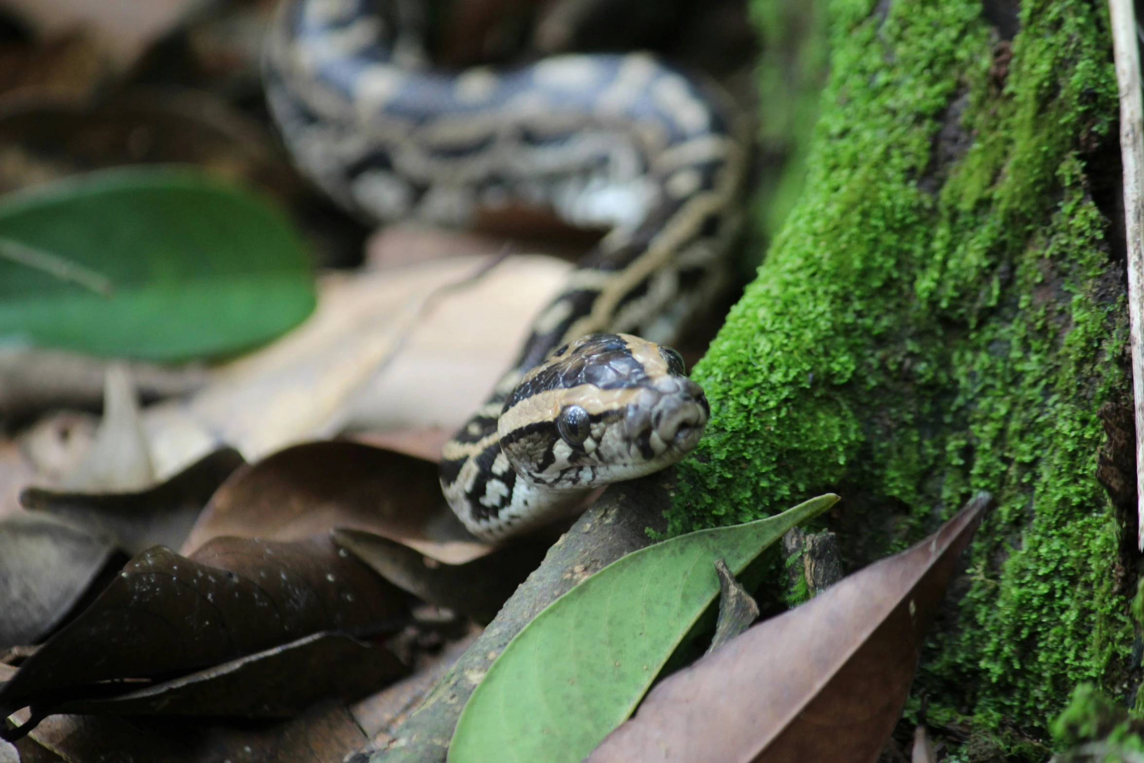 a snake is crawling on moss near a tree