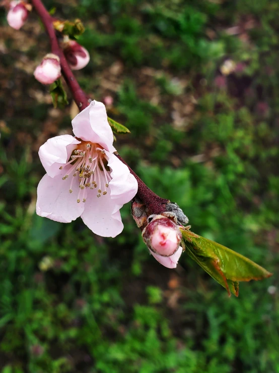 a small flower that is blooming next to a bush