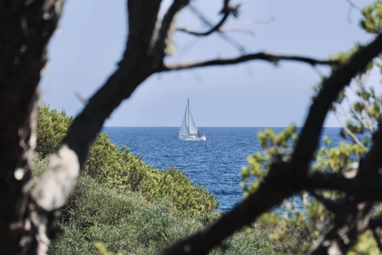 a boat sailing on the ocean behind a couple of trees