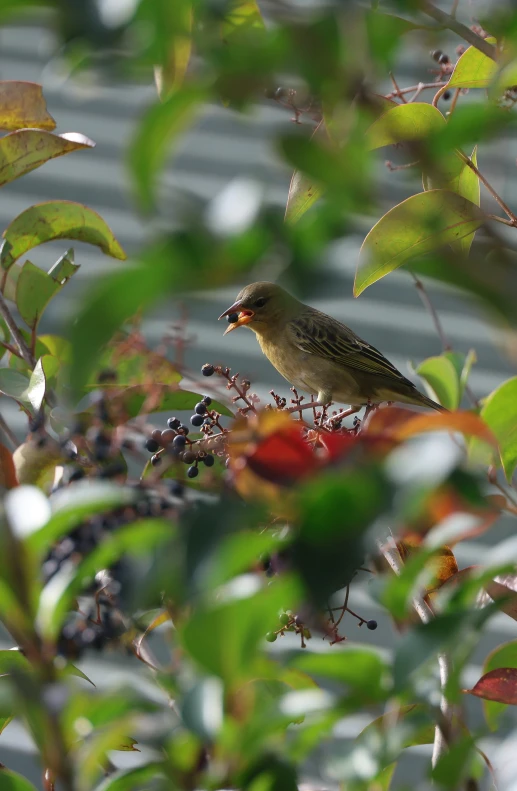 a bird perched on top of a red berry tree