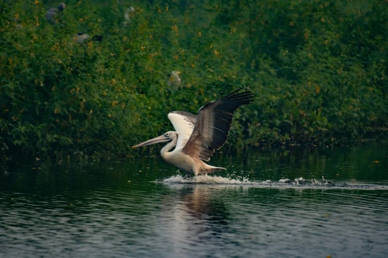 a pelican is diving in the water near green vegetation