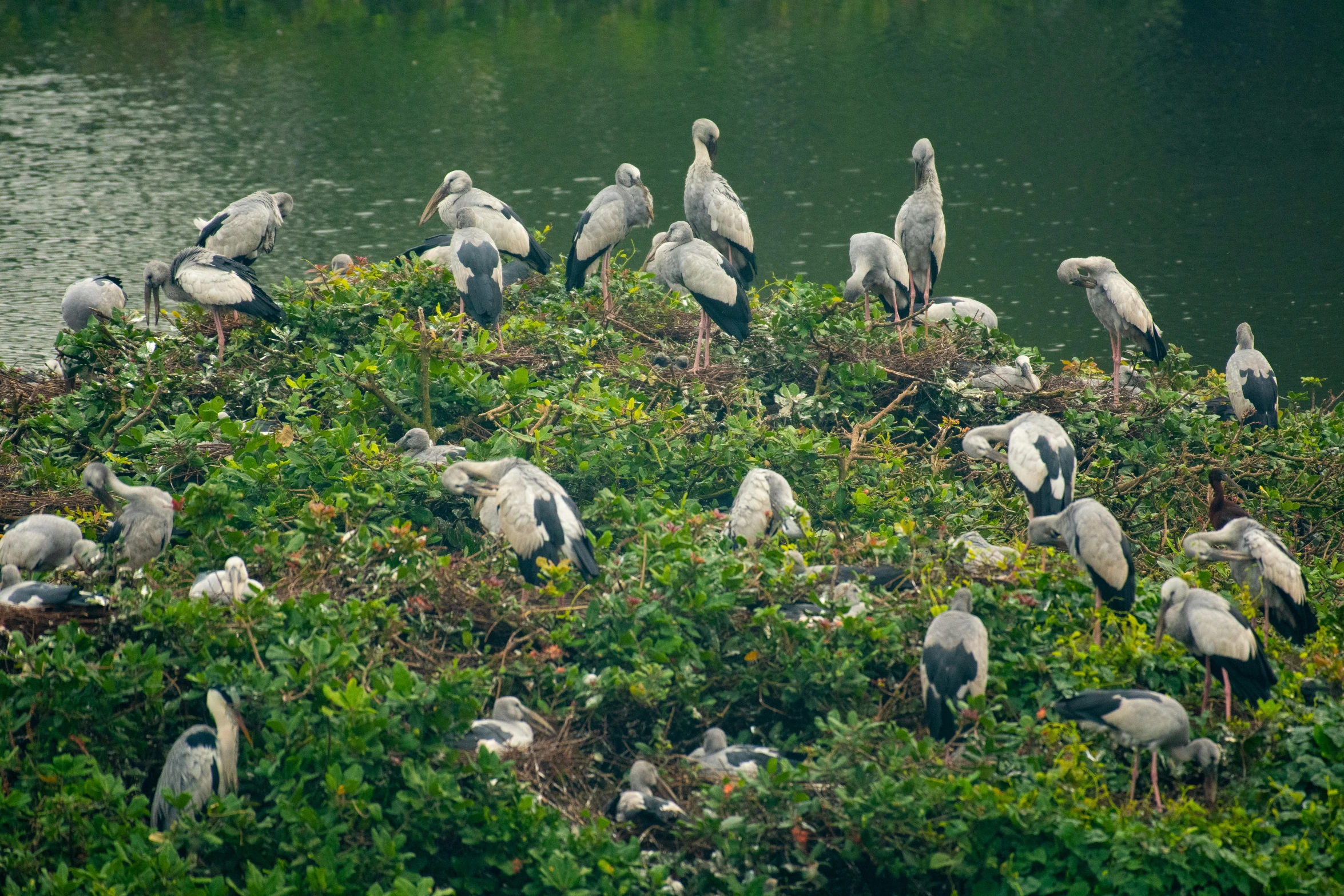 group of white birds standing in the grass near the water