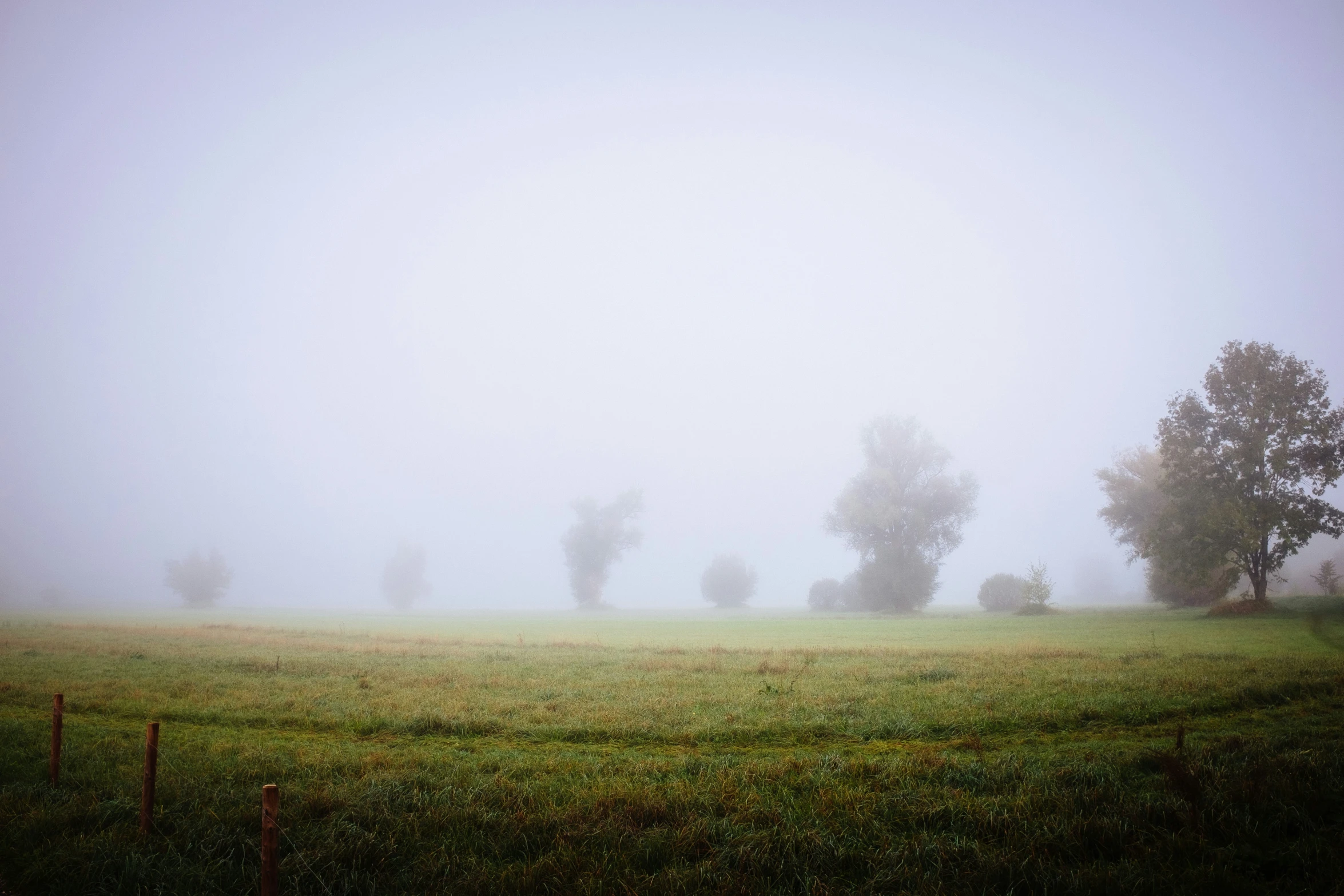 a tree and a grassy field with a fence on a foggy day